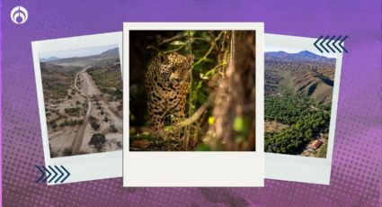 Tren Fantasma de Sonora: esta es la zona donde hay jaguares y los puede afectar (FOTOS)