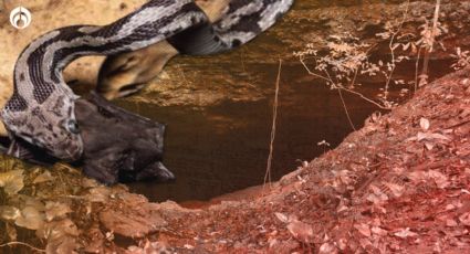 Explora la cueva de las serpientes colgantes y su espectacular manera de cazar en Quintana Roo