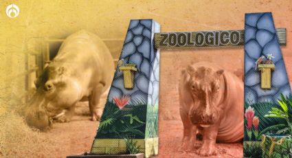 El Zoológico Centenario de Mérida: un legado de conservación y diversión desde 1910