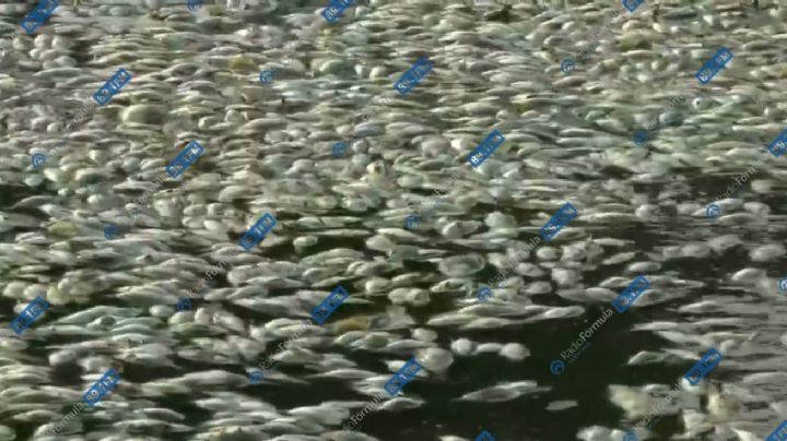 Se registra extraña mortandad de peces en laguna La Ilusión en Veracruz