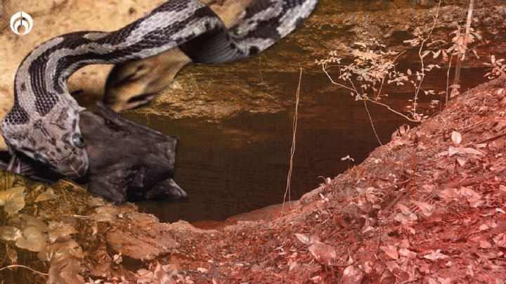 Explora la cueva de las serpientes colgantes y su espectacular manera de cazar en Quintana Roo