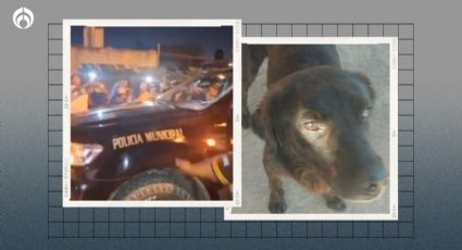 Negrito: el perrito que terminó sin pata por un machetazo; detienen al agresor