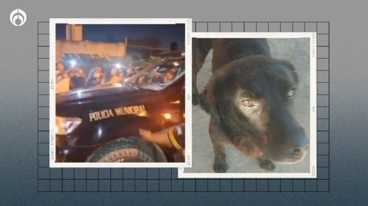 Negrito: el perrito que terminó sin pata por un machetazo; detienen al agresor