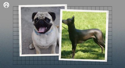 Perritos: ¿es bueno cruzar a un xolo y a un pug? Esto dicen expertos