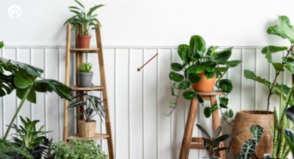 El trucazo para decorar con plantas al interior de tu casa: los mejores tips