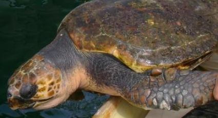 Tortuga caguama: Comisión ambiental acusa al gobierno de México por su muerte y nula protección