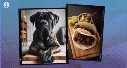 Carne de perro y su sabor: ¿cómo identificar si de eso son tus tacos?