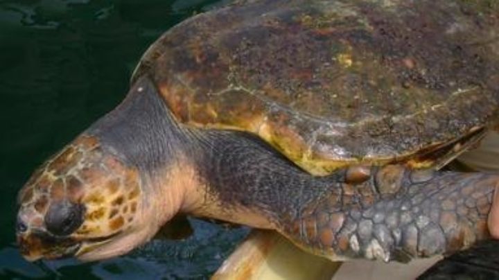 Tortuga caguama: Comisión ambiental acusa al gobierno de México por su muerte y nula protección