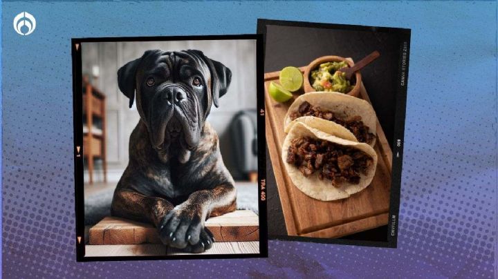 Carne de perro y su sabor: ¿cómo identificar si de eso son tus tacos?