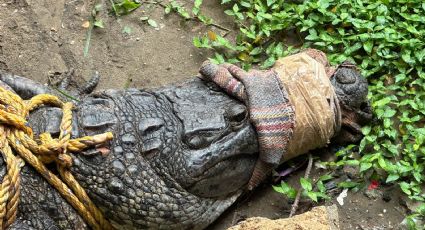 (FOTOS) Capturan a cocodrilo de 2 metros en colonia Morelieti, Coatzacoalcos