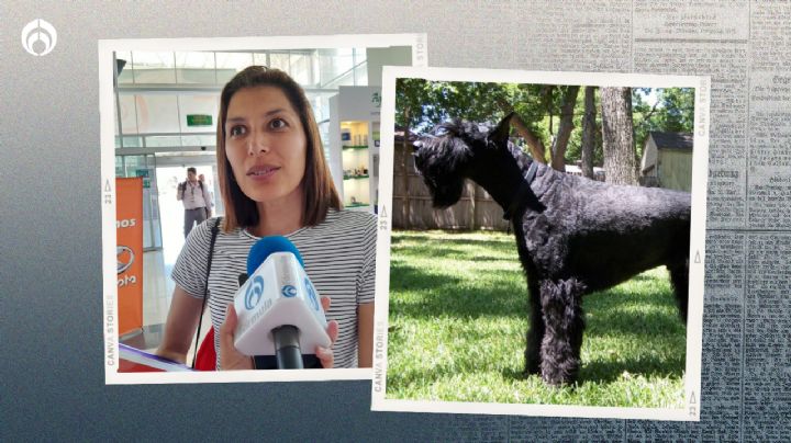 Perrito Rocky: turista viaja a Mazatlán por el eclipse, la asaltan y ahora busca a su perrito