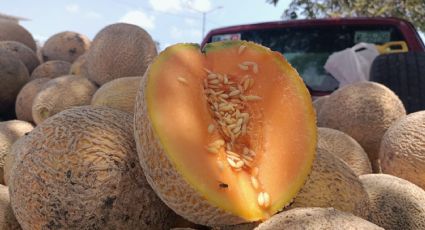 Melón la 'libra'... la piña apenas; sequía sigue afectando el campo y ventas en Altamira