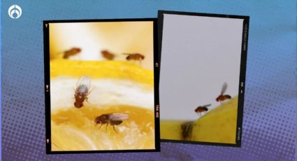 ¿Los mosquitos de la fruta pueden transmitir enfermedades? Esto dice la ciencia