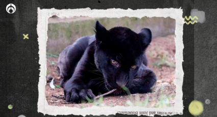 ¿Por qué murió el jaguar en el Zoo de Morelia? Esto reveló un análisis de laboratorio