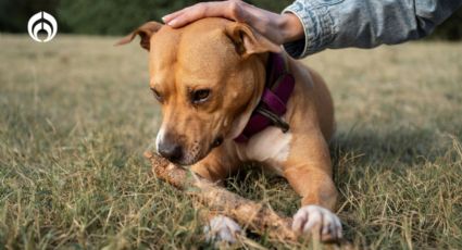 Remedio casero para eliminar por completo las pulgas y garrapatas de tu perrito