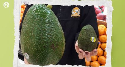 Aguacate gigante en México: ¿cómo puedes conseguir la fruta que pesa más de un kilo?