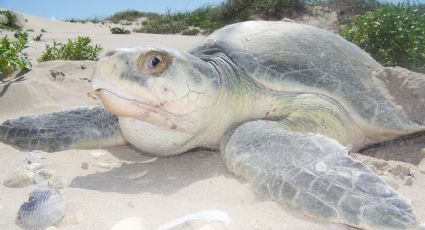 Máxima protección para la tortuga lora: especie en peligro de extinción llega a desovar a Altamira