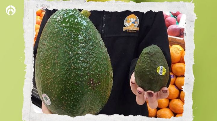 Aguacate gigante en México: ¿cómo puedes conseguir la fruta que pesa más de un kilo?