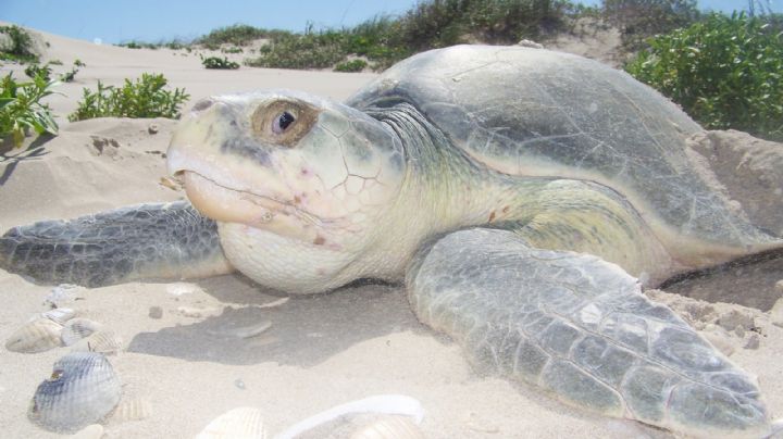 Máxima protección para la tortuga lora: especie en peligro de extinción llega a desovar a Altamira