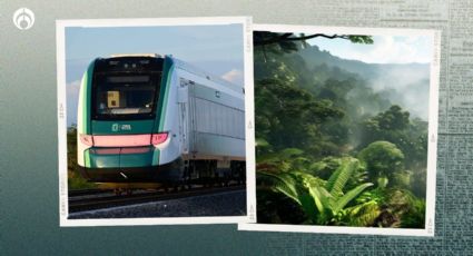 Tren Maya: así es el viaje a través de la jungla, retrata The New York Times (FOTOS)