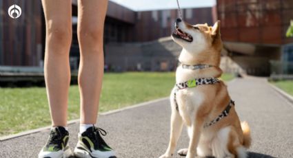 ¿Cuándo es correcto ponerle a mi perro un collar de castigo? Cuáles están bien y cuáles no