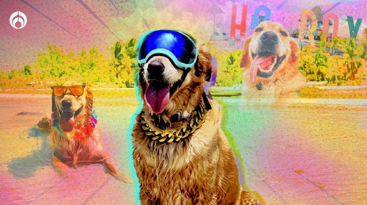 Descubre el paraíso a través de los ojos de 'Murph': el perrito influencer de Holbox