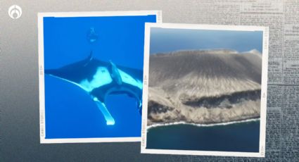 En esta isla cerquita de Baja California puedes bucear con mantarrayas... ¡y más! (FOTOS)