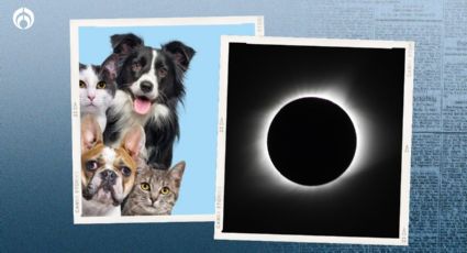 Eclipse 2024: esto hacen los animalitos y los perritos cuando se oscurece todo