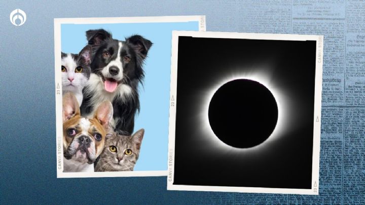 Eclipse 2024: esto hacen los animalitos y los perritos cuando se oscurece todo