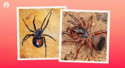 Araña reloj de arena y viuda negra: ¿Cuál de las dos puede ser mortal si te pica?