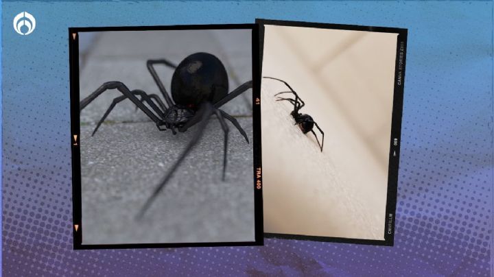 Arañas venenosas en CDMX: estas son todas las que hay y con las que debes tener cuidado