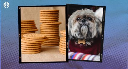 Perritos: ¿Es bueno darle de comer galletas Marías a los ‘lomitos’?