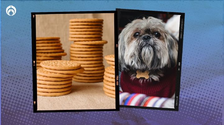 Perritos: ¿Es bueno darle de comer galletas Marías a los ‘lomitos’?