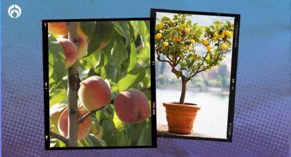 Las mejores opciones de árboles frutales para tu jardín o macetas en tu patio trasero