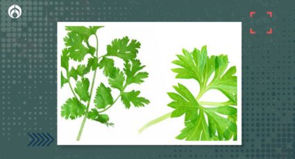 Cilantro y perejil: ¿En qué comidas se debe usar cada una de estas hierbas?