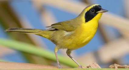 Daño ambiental en BCS: 400 aves están en riesgo por incendios forestales en San José del Cabo