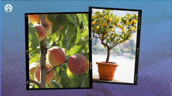 Las mejores opciones de árboles frutales para tu jardín o macetas en tu patio trasero