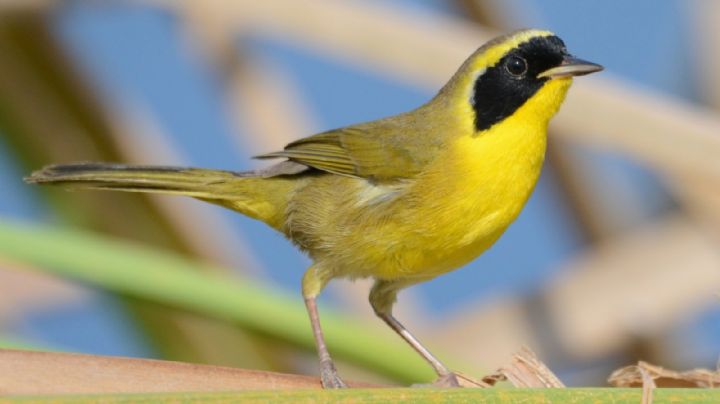 Daño ambiental en BCS: 400 aves están en riesgo por incendios forestales en San José del Cabo