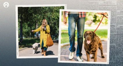 Perritos: ¿qué hora es la mejor para sacarlos a pasear?