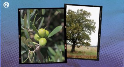 Estos son los beneficios de tener un árbol de olivo en casa