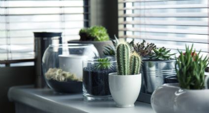 Feng Shui: 3 plantas de interiores que se recomienda tener en el hogar