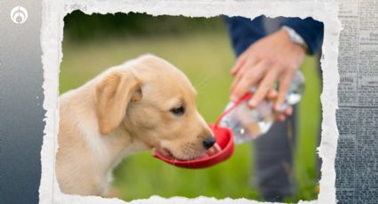 Perritos: cuánta agua les debo de dar para que soporten el calor