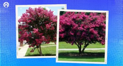 El árbol floral que luce precioso todo el año, es de fácil cuidado y da mucha sombra