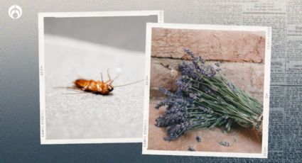 Lavanda: así puedes plantarla en tu casa para ahuyentar cucarachas