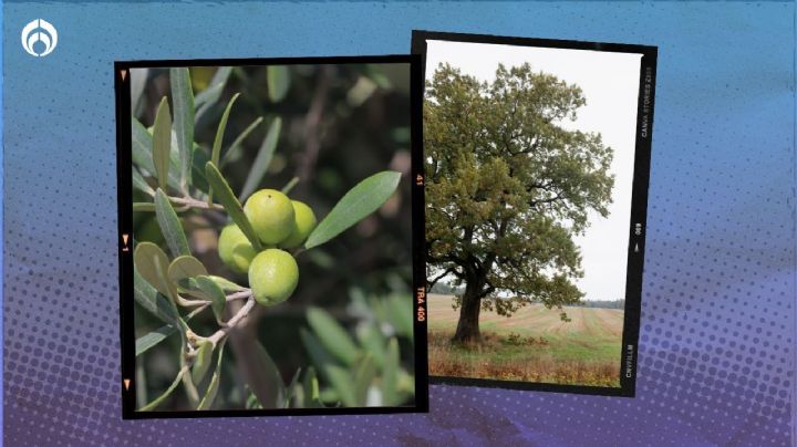 Estos son los beneficios de tener un árbol de olivo en casa