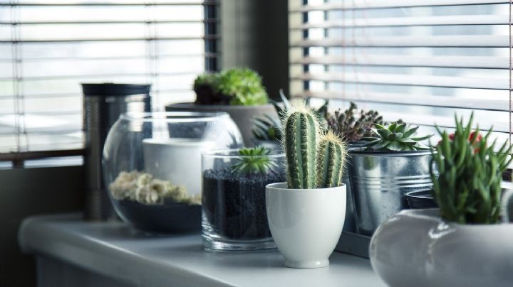 Feng Shui: 3 plantas de interiores que se recomienda tener en el hogar