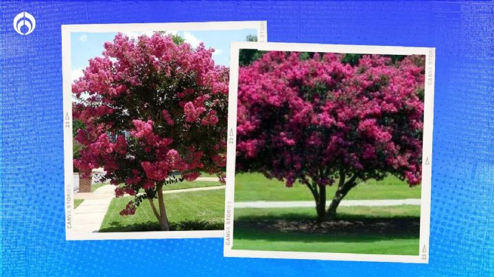El árbol floral que luce precioso todo el año, es de fácil cuidado y da mucha sombra