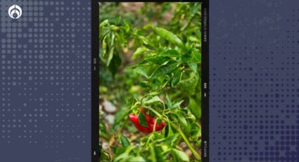 Así puedes tener un árbol de chile chiltepín ideal para tu casa y resistente a las sequías