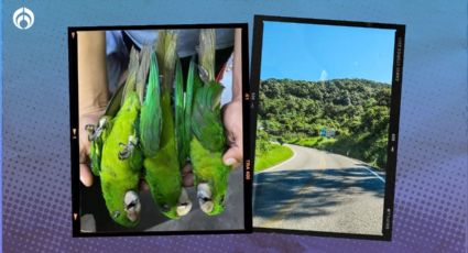 Segunda ola de calor en la Huasteca Potosina provoca muerte de aves por sequía