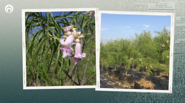 El árbol mexicano que resiste calores extremos, necesita poca agua y refresca tu hogar